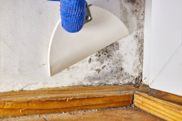 Best Mold Remediation for Healthcare Facilities  in Beech Island, SC